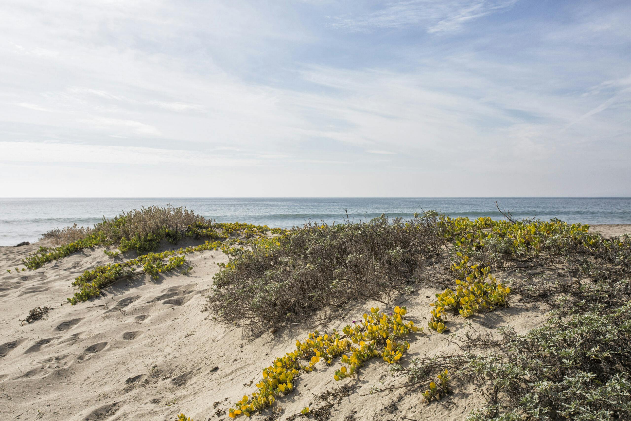 Beach dunes with Pacific Ocean in background