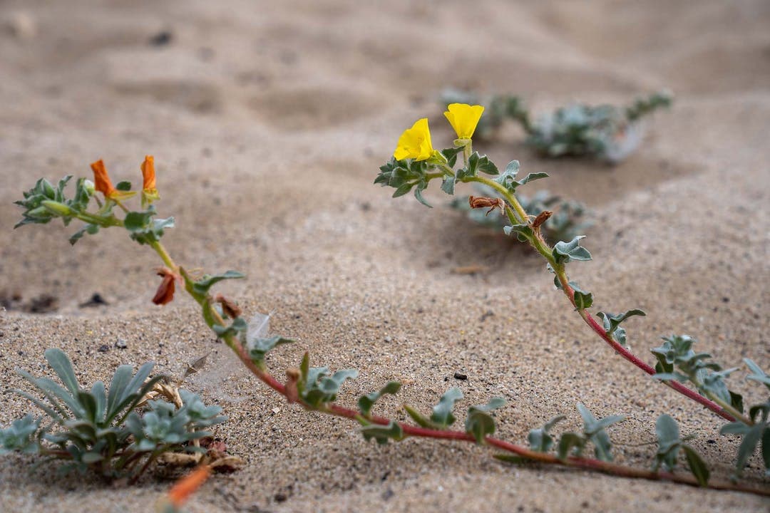 Beach Evening Primrose (yellow flowers) and Beach Burr (small fuzzy leaves).