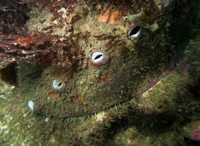 Abalone Restoration Program - The Bay Foundation