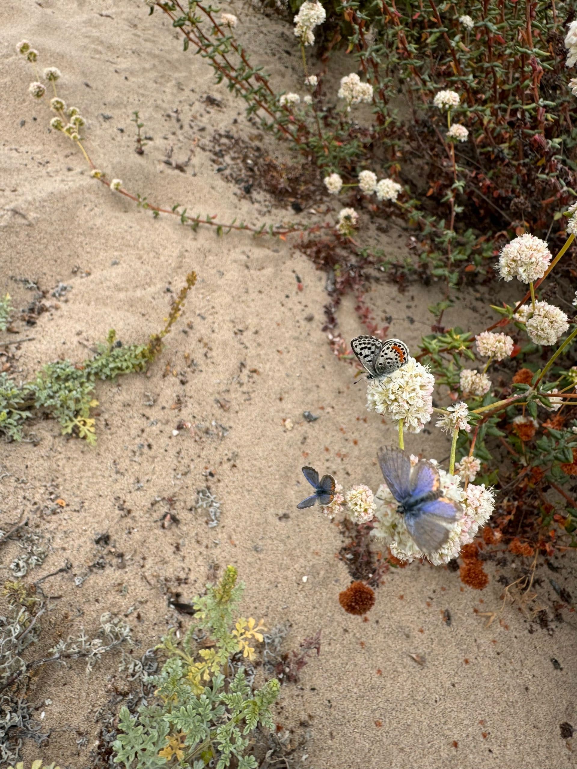 Beach and El Segundo blue butterfly