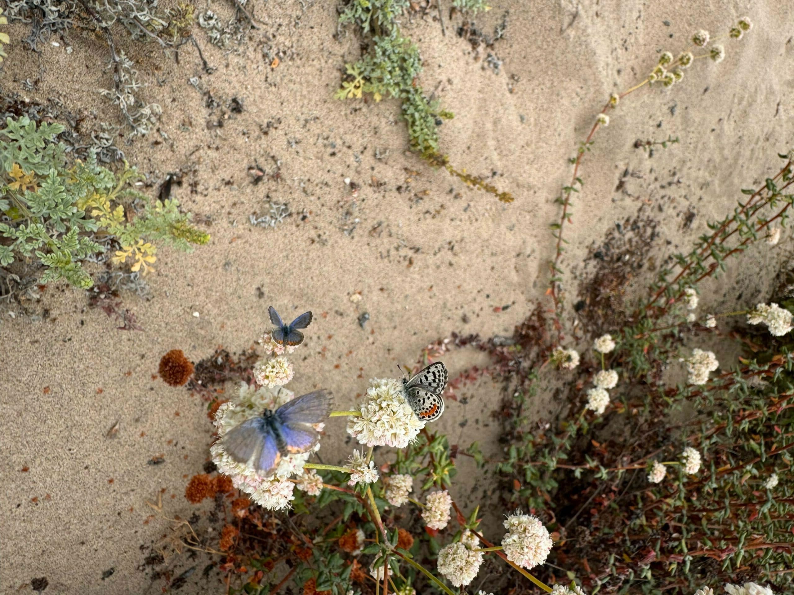 Beach and El Segundo blue butterfly