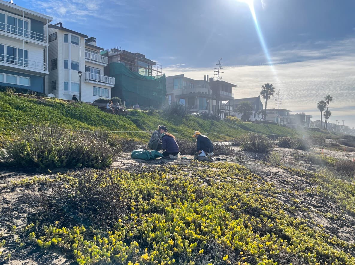 Volunteers weeding at Manhattan beach Dunes