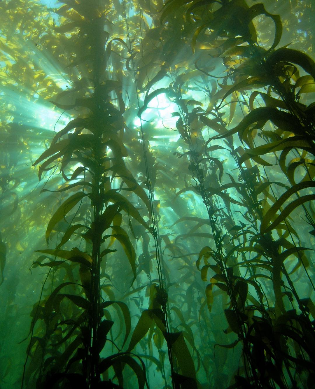 Kelp Forest Restoration Project The Bay Foundation