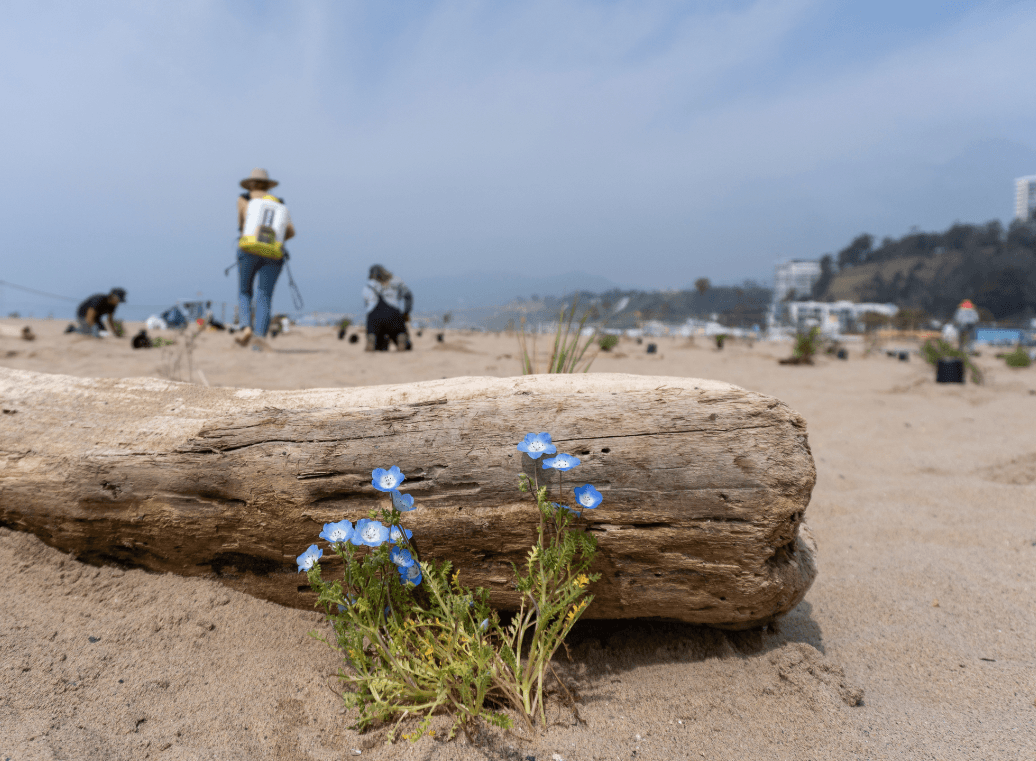 Blue eyes (Nemophila menziesii) blooming at Santa Monica Dunes while Volunteers water plants in the background