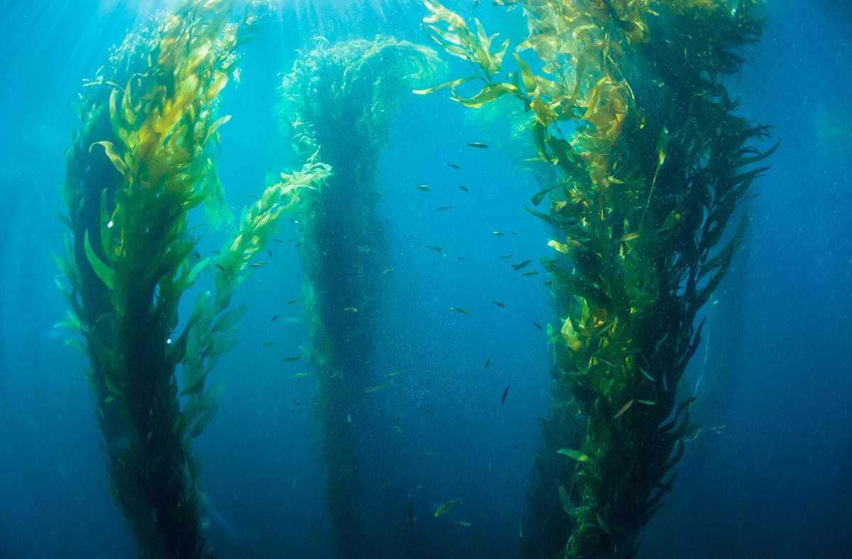 Kelp Forest Hydrodynamics The Bay Foundation