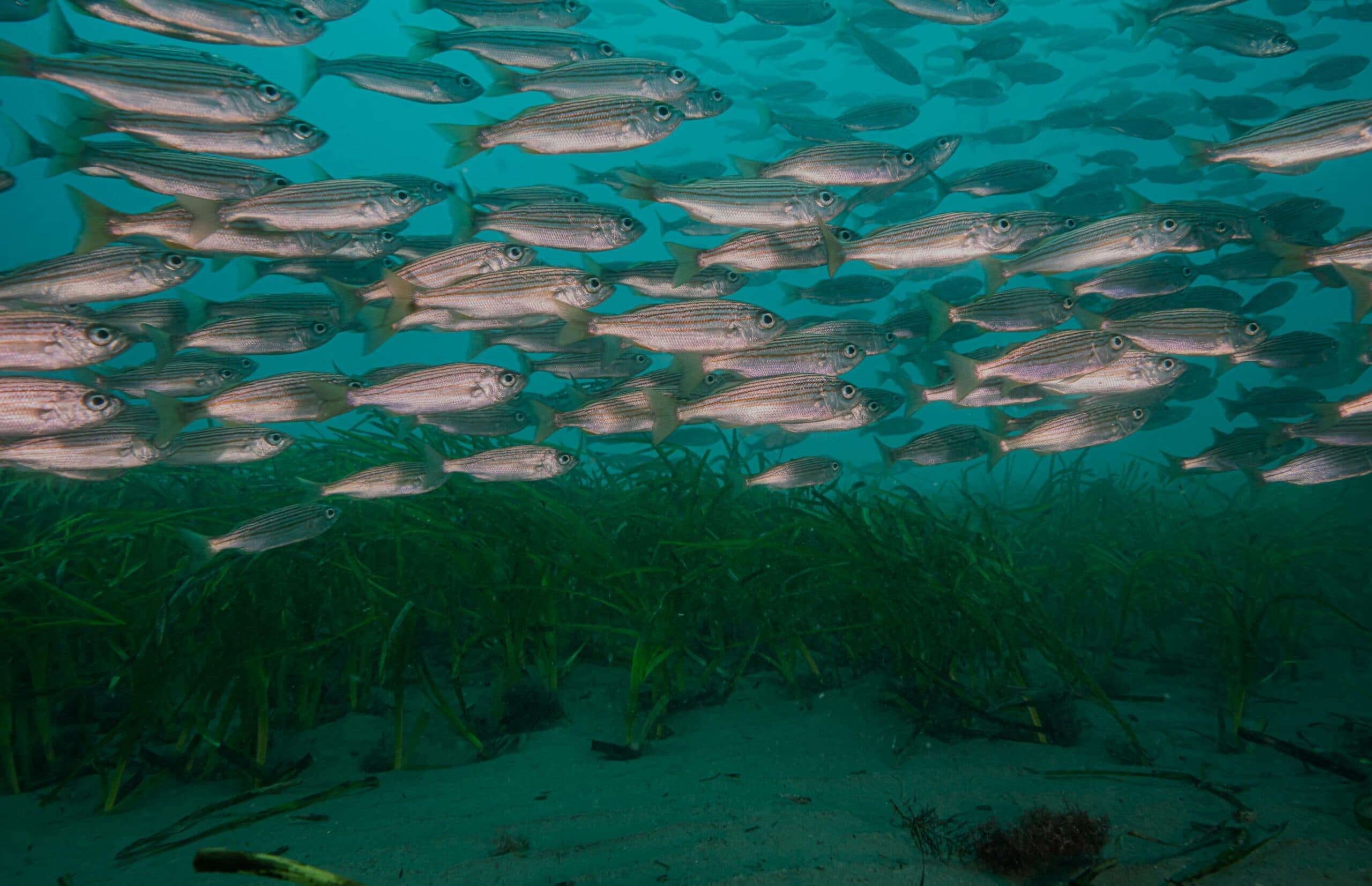 A school of fish