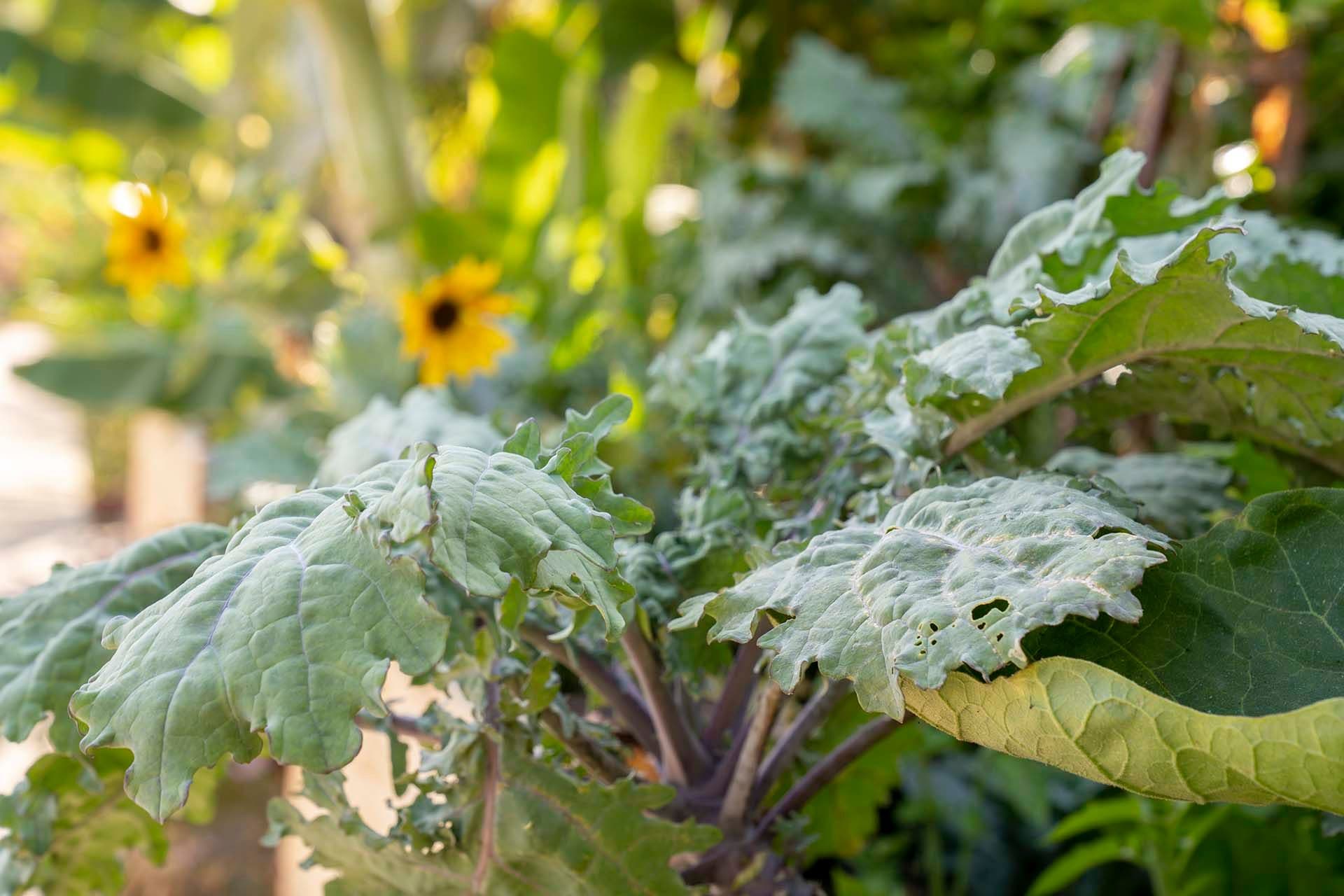 table-to-farm - table-to-farm-kale